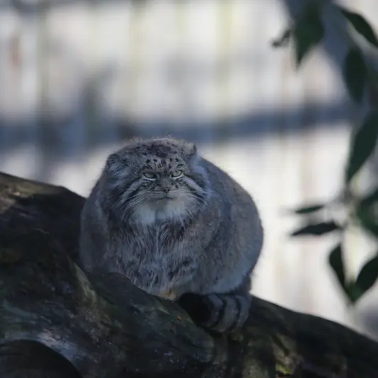 A photograph of Chengdu in Tierpark Berlin