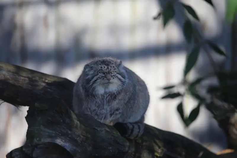 A photograph of Chengdu in Tierpark Berlin