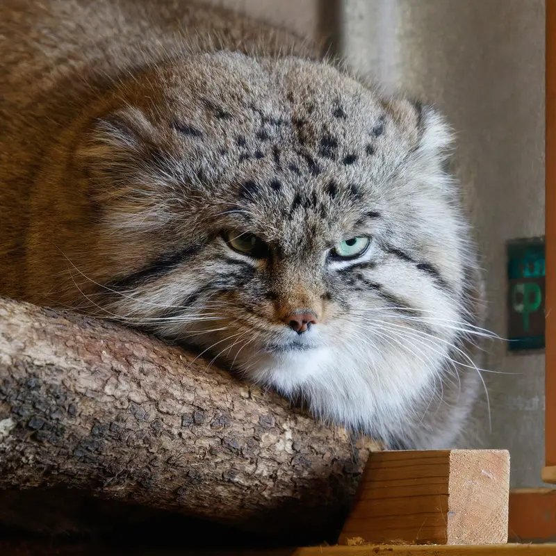 A photograph of Lotos in Saitama Children's Zoo