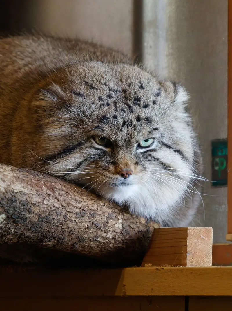 A photograph of Lotos in Saitama Children's Zoo
