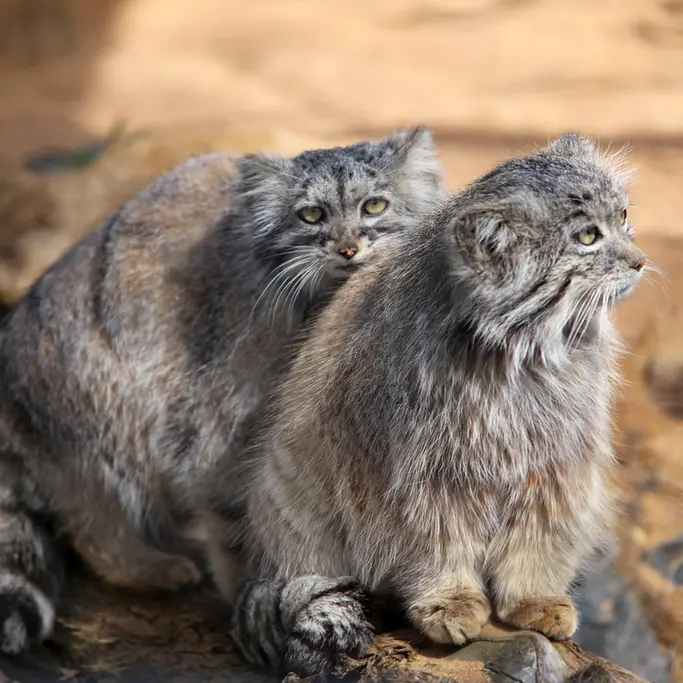 A photograph of Prinsessa and Spay in Prague Zoo