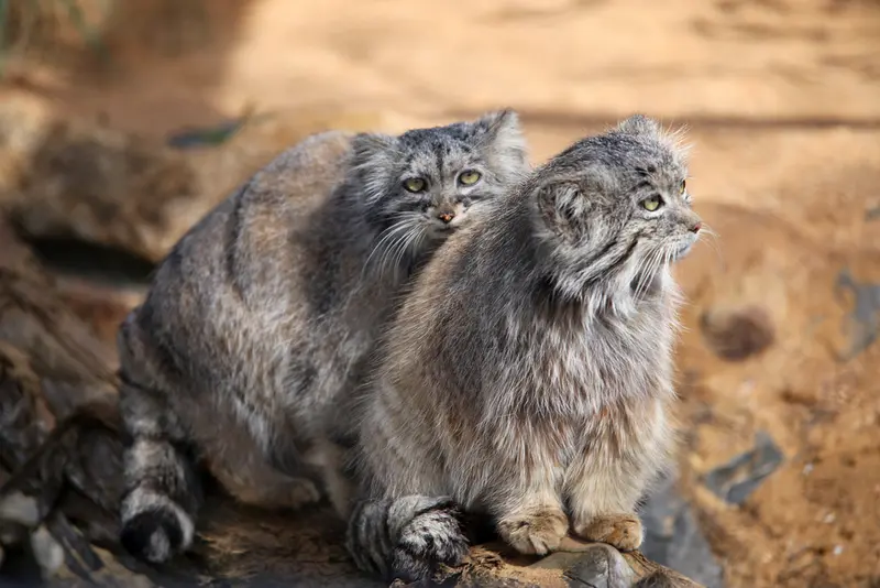 A photograph of Prinsessa and Spay in Prague Zoo