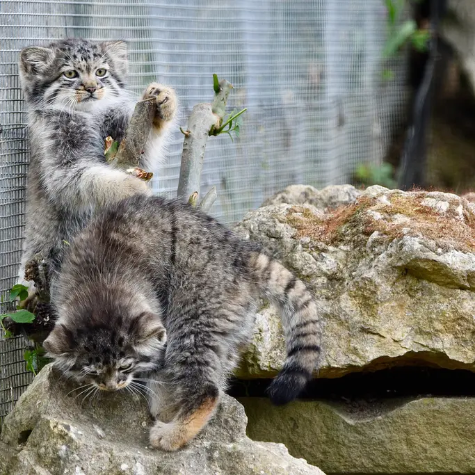 A photograph of a Pallas's cat in Port Lympne Wild Animal Park