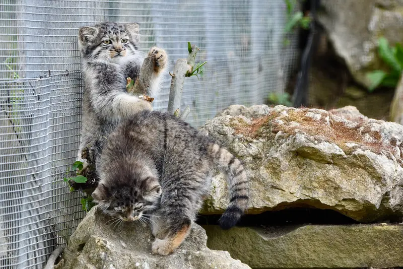 A photograph of a Pallas's cat in Port Lympne Wild Animal Park