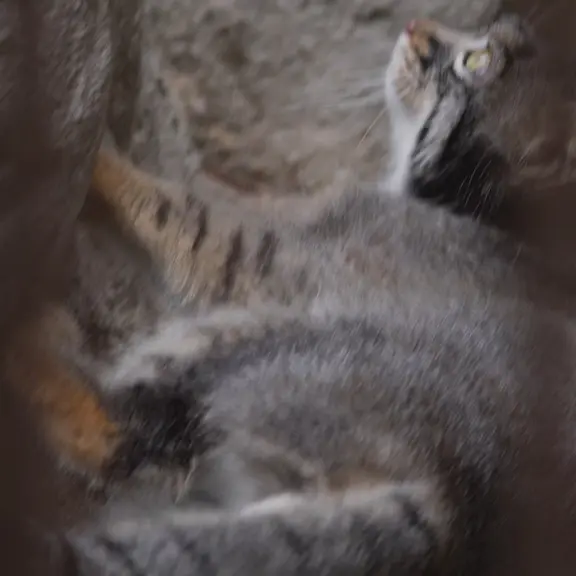 A photograph of a Pallas's cat in Nogeyama Zoo