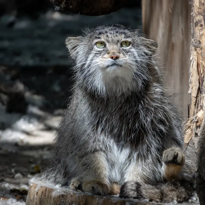 A photograph of Mia in Novosibirsk Zoo