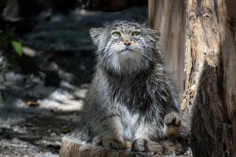 A photograph of Mia in Novosibirsk Zoo