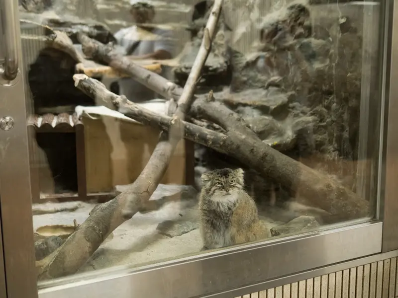 A photograph of Primula in Ueno Zoological Gardens