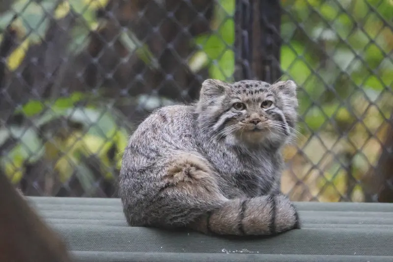 A photograph of a Pallas's cat in Novosibirsk Zoo