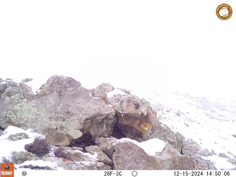 A photograph of Pika from Besshoky 1 camera trap