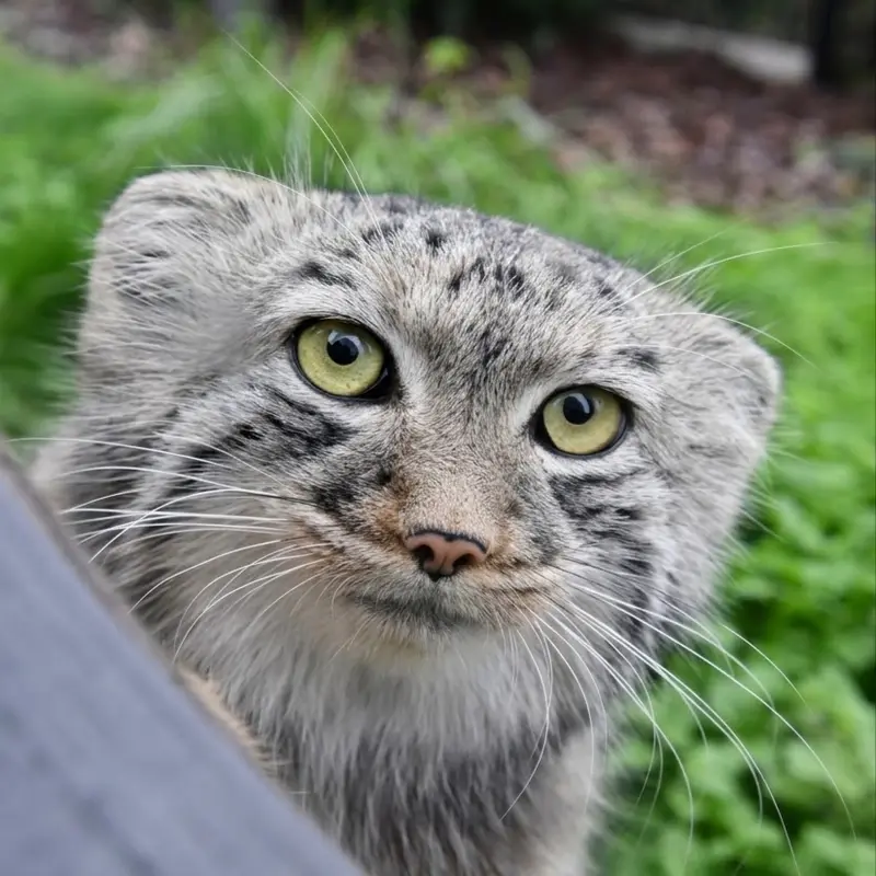 A photograph of a Pallas's cat in Bio-Topia Dunkerque