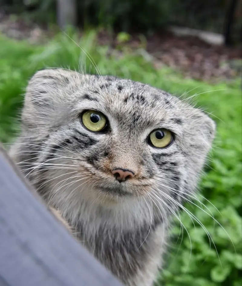 A photograph of a Pallas's cat in Bio-Topia Dunkerque