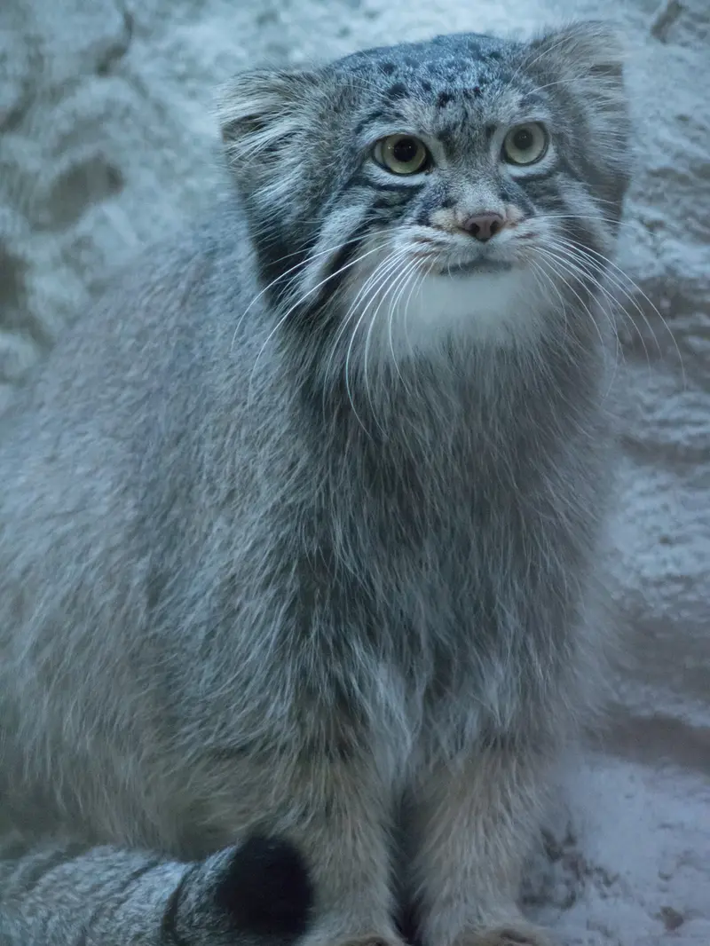 A photograph of Figa in Nogeyama Zoo