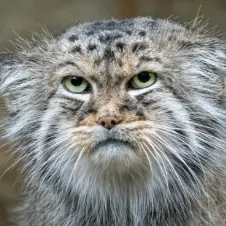 A photograph of Peski in Jihlava Zoo