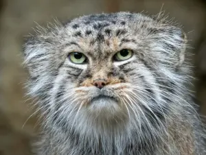 A photograph of Peski in Jihlava Zoo