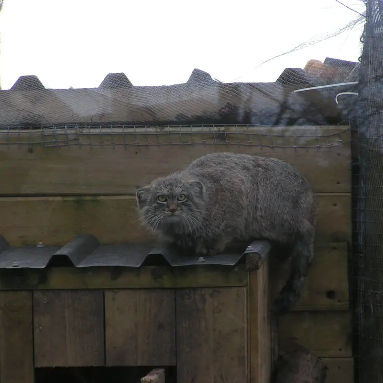 A photograph of Altai in The Lakeland Wildlife Oasis