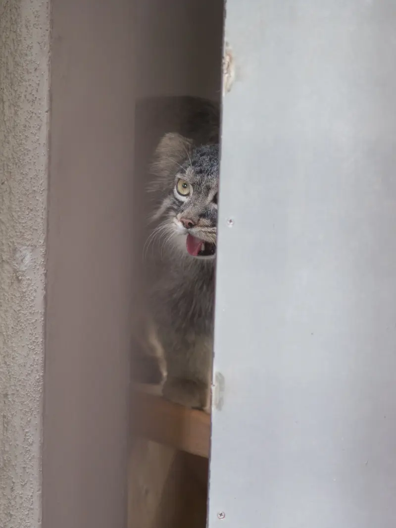 A photograph of Figa in Nogeyama Zoo