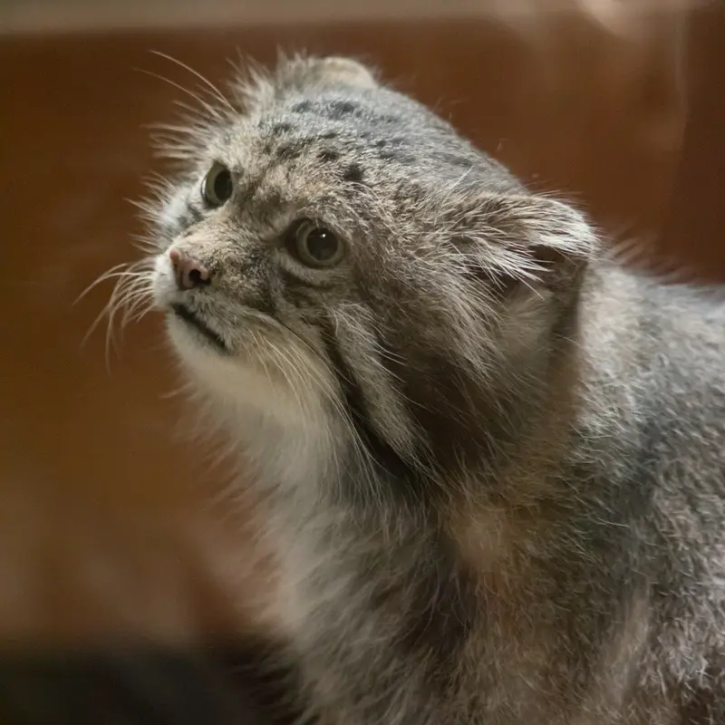 A photograph of Klyon in Ueno Zoological Gardens