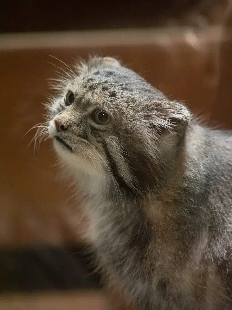 A photograph of Klyon in Ueno Zoological Gardens