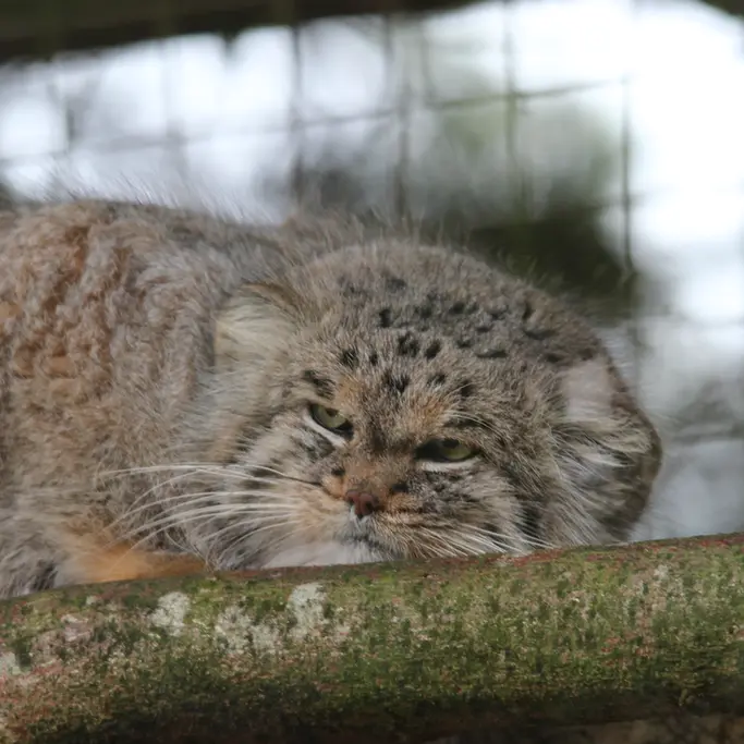 A photograph of Buck in Banham Zoo