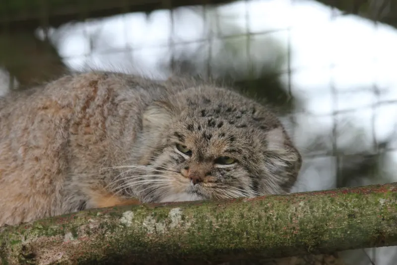 A photograph of Buck in Banham Zoo