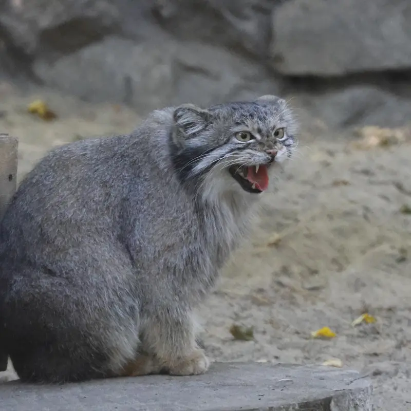 A photograph of Snezhana in Novosibirsk Zoo