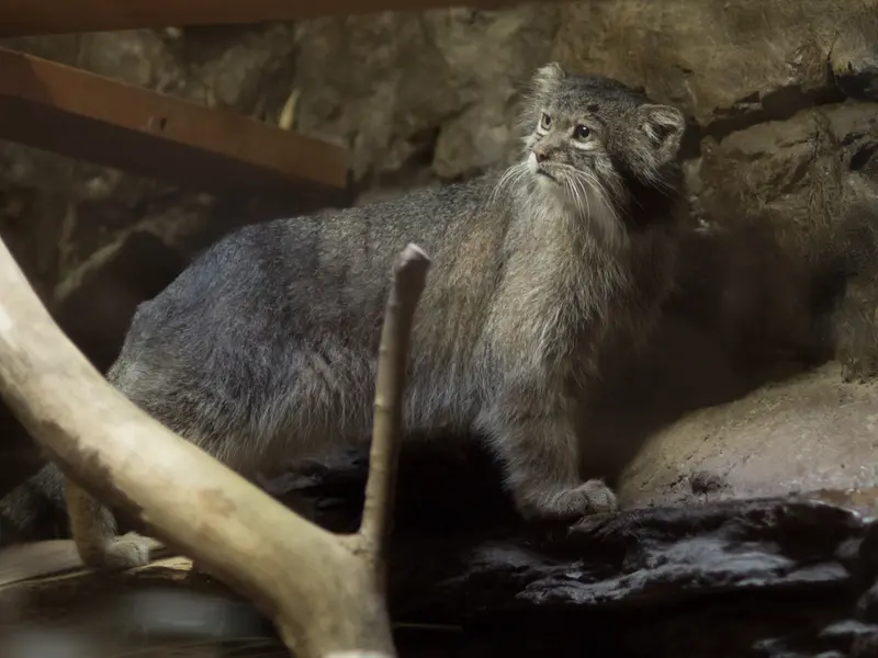 A photograph of Klyon in Ueno Zoological Gardens