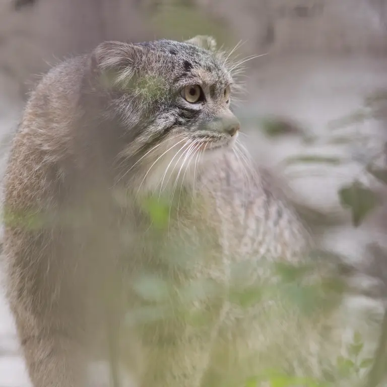 A photograph of Figa in Nogeyama Zoo