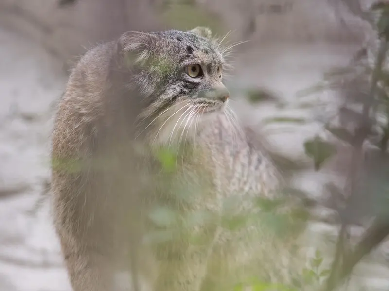 A photograph of Figa in Nogeyama Zoo