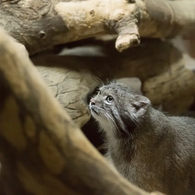 A photograph of Klyon in Ueno Zoological Gardens