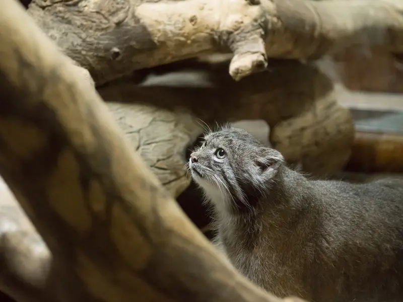A photograph of Klyon in Ueno Zoological Gardens
