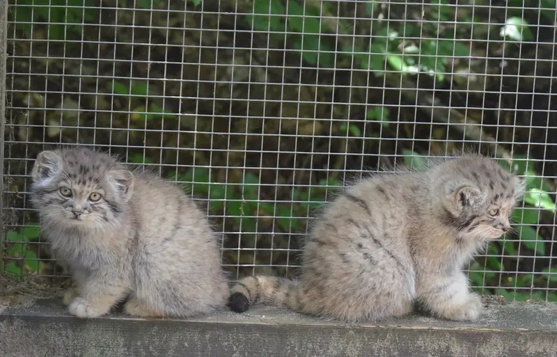 A photograph of Kitten of Alani b.2026 Ⅰ and Kitten of Alani b.2026 Ⅱ in Košice Zoo