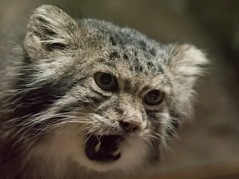A photograph of Klyon in Ueno Zoological Gardens