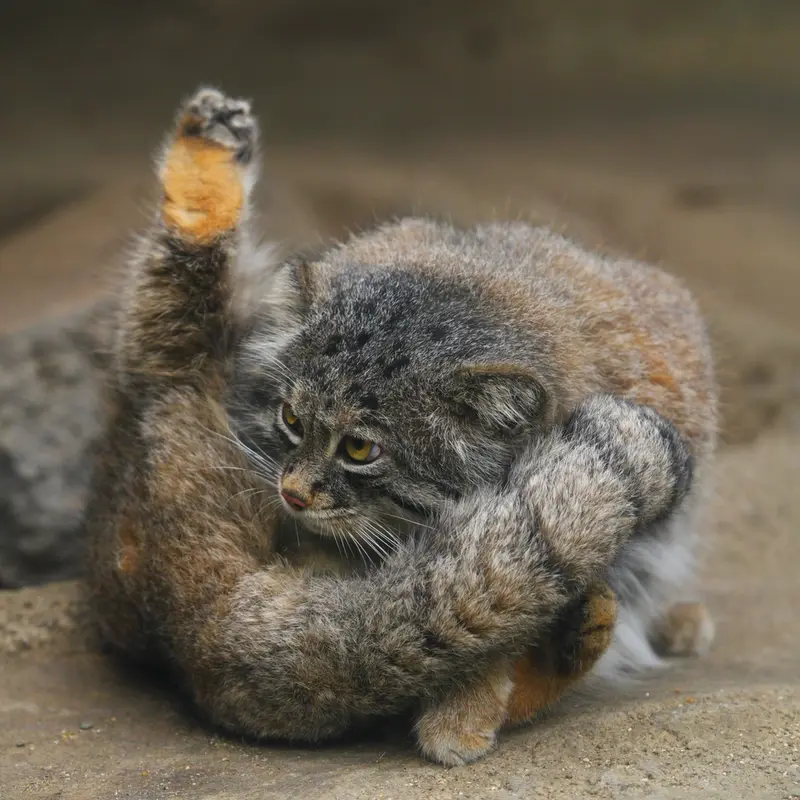 A photograph of Nar in Kobe Animal Kingdom