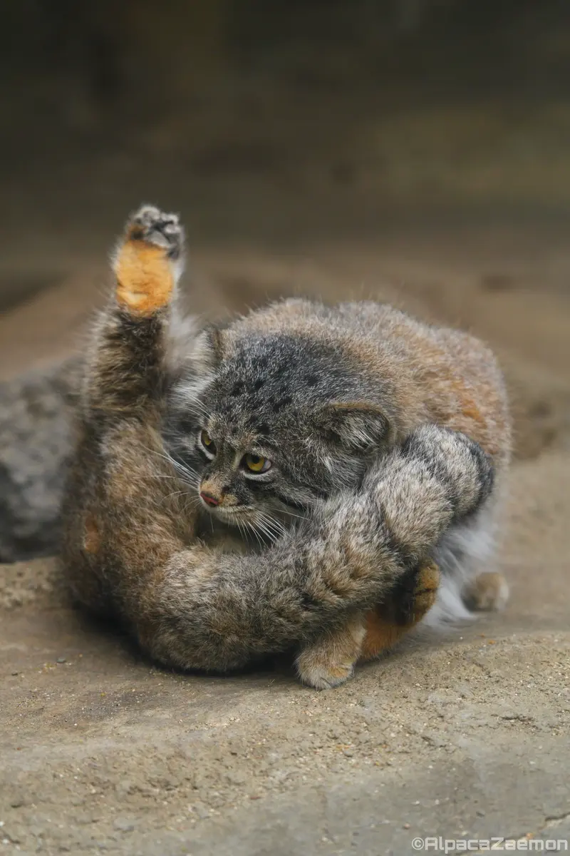 A photograph of Nar in Kobe Animal Kingdom