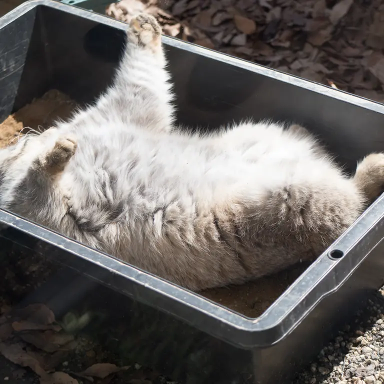 A photograph of Lotos in Saitama Children's Zoo