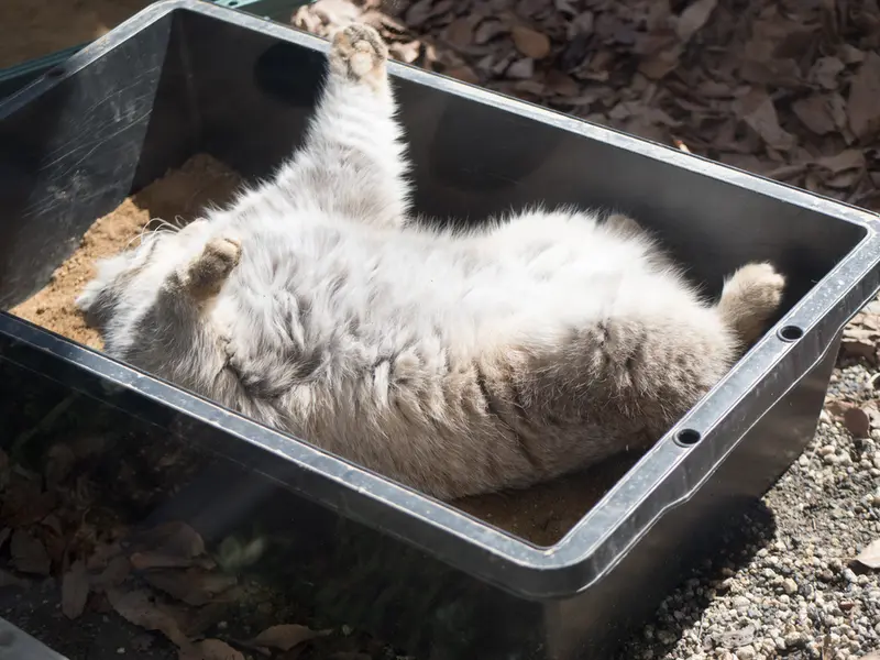 A photograph of Lotos in Saitama Children's Zoo