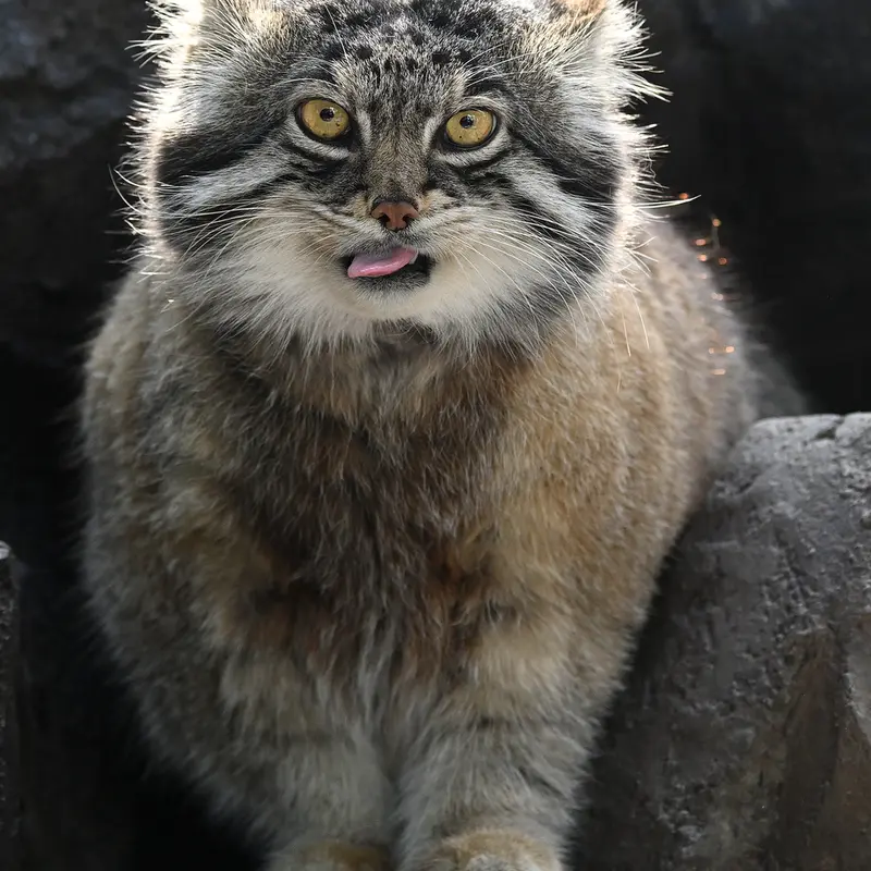 A photograph of Grusha in Asahiyama Zoo