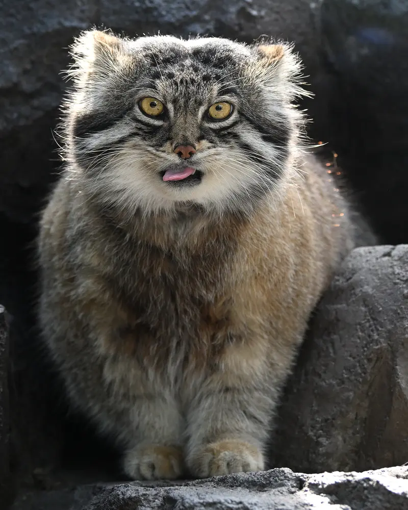 A photograph of Grusha in Asahiyama Zoo