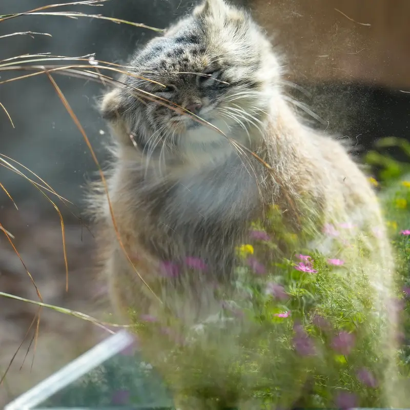 A photograph of Oliva in Saitama Children's Zoo