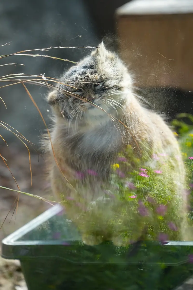 A photograph of Oliva in Saitama Children's Zoo
