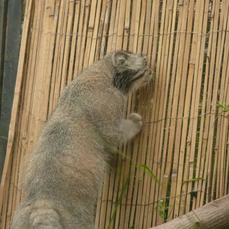 A photograph of Akiko in Edinburgh Zoo