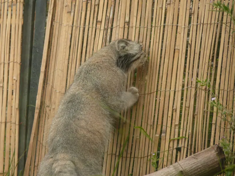 A photograph of Akiko in Edinburgh Zoo