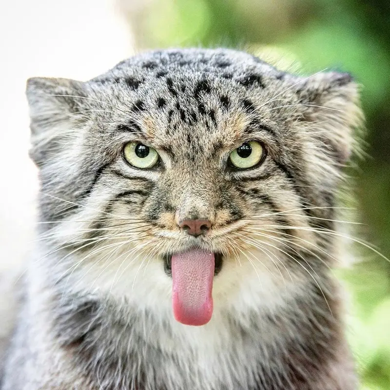 A photograph of a Pallas's cat