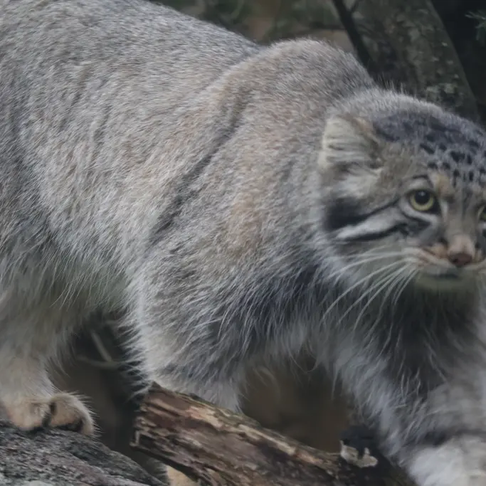 A photograph of Nagomu in Nasu Animal Kingdom