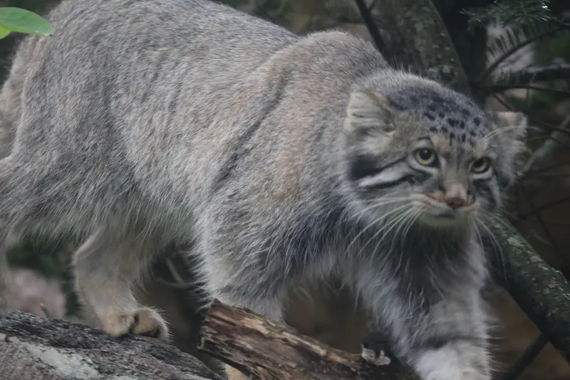 A photograph of Nagomu in Nasu Animal Kingdom