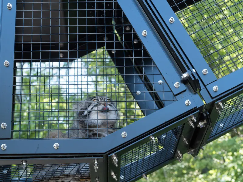 A photograph of Grusha in Asahiyama Zoo