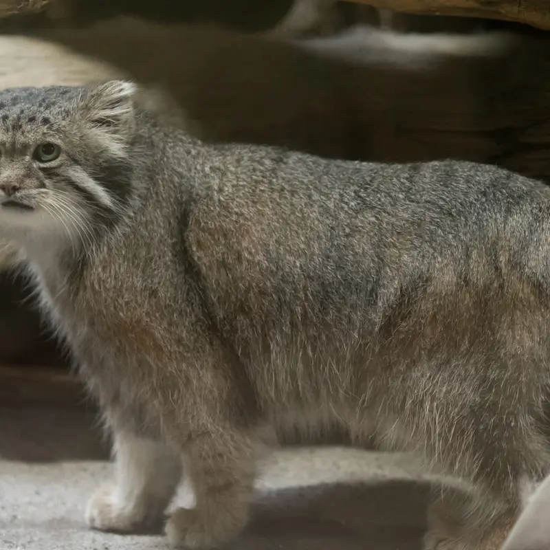 A photograph of Klyon in Ueno Zoological Gardens