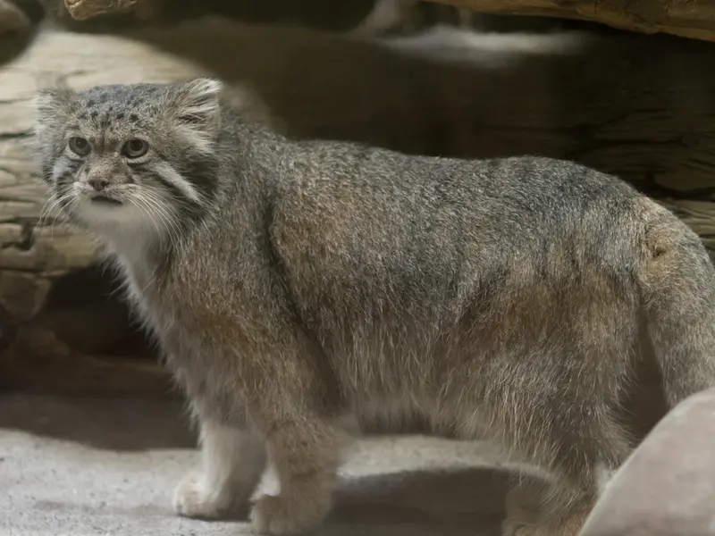 A photograph of Klyon in Ueno Zoological Gardens