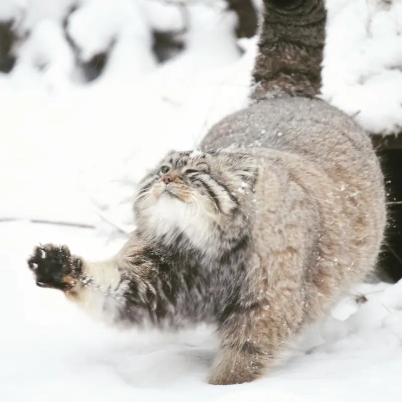 A photograph of Zelenogorsk in Novosibirsk Zoo
